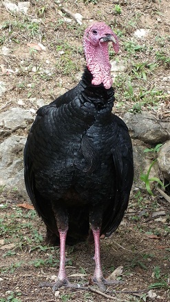 turkey