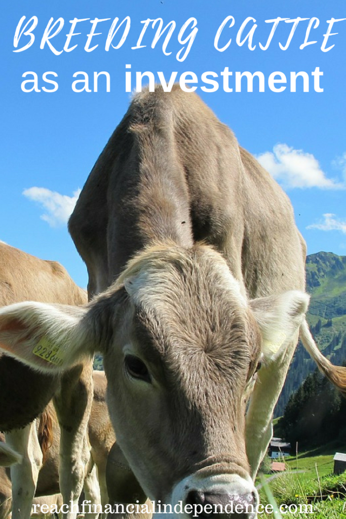Breeding cattle as an investment. Livestock can be a very high return investment, see why here.