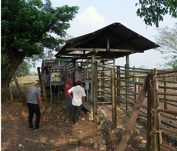 cattle scale, the animals are weighted and going straight into a truck at the end