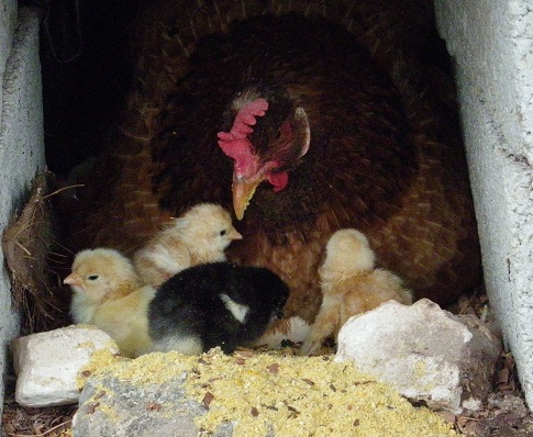 Chicken nest
